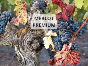 MERLOT PREMIUM WWW